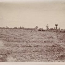 Omc1985.008.059 Image 600dpi